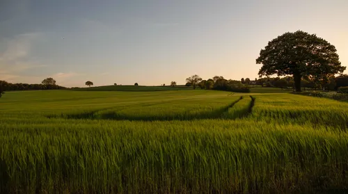 Green wheatfields evening This landscape photograph captures green wheatfields in the evening during late spring in the rural Peak District, United Kingdom. The image shows expansive agricultural fields with young crops stretching towards the horizon, their lush green colour indicative of spring growth. Tramlines are clearly visible running through the fields, highlighting the agricultural practices typical of the region. A few scattered trees, including a prominent large oak on the right, add definition to the rolling countryside. The photograph showcases the tranquil nature of the rural Peak District, emphasising the importance of fields and agriculture in this part of the United Kingdom.